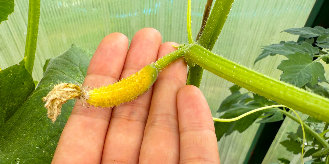 Если желтеют и опадают завязи у огурцов, срочно полейте этим настоем. Огурцы сразу позеленеют, завязи перестанут желтеть