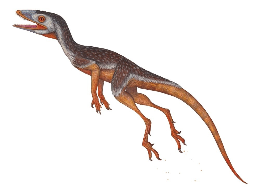 Иллюстрация с лагерпетоном.