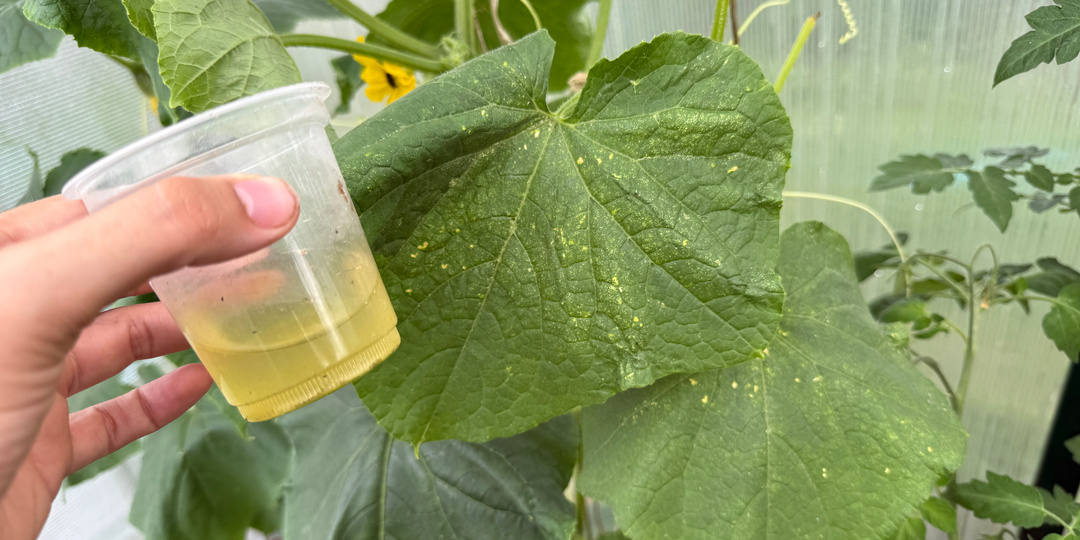 Мучнистой росы на огурцах больше не будет никогда. Простой рецепт, который правда работает. За 1 день видимый результат