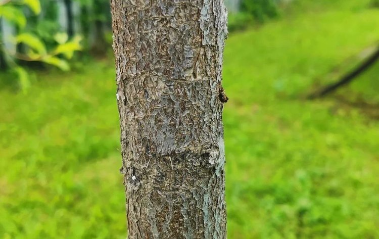    Фото: Лукьянов Дмитрий, AgroXXI.ru