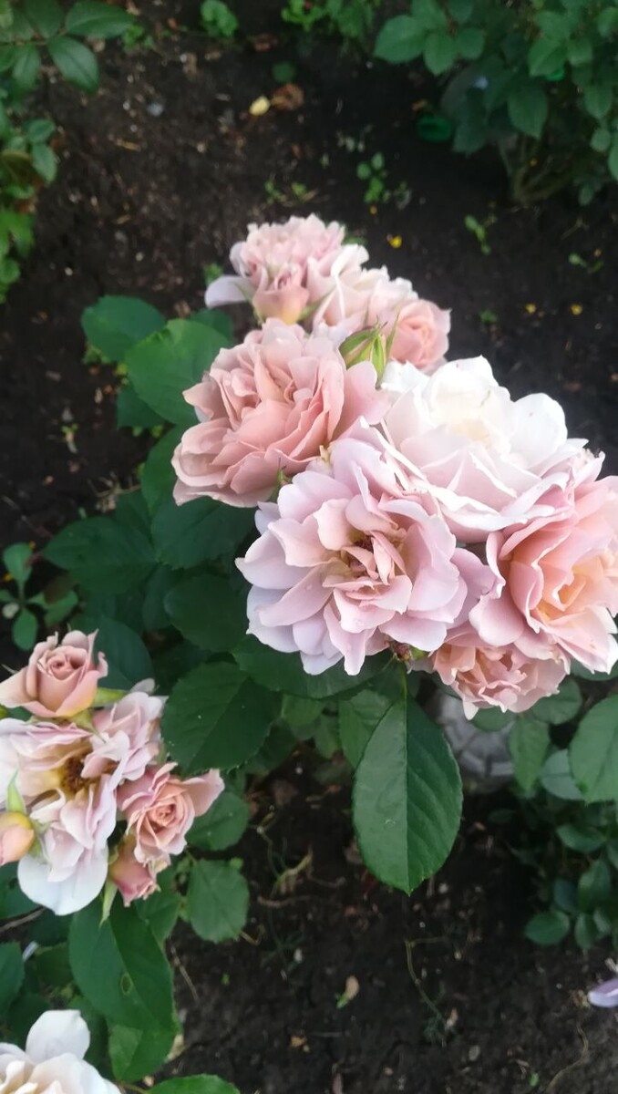  Японская роза Йоли(Йори?)