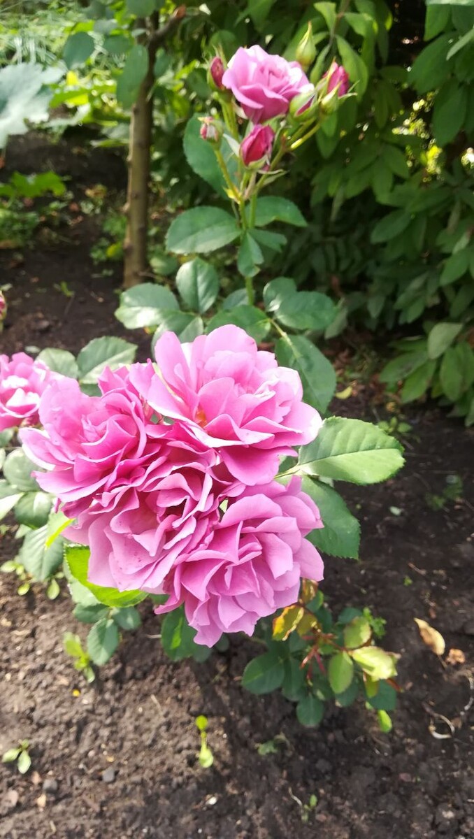 Японская роза Аои.