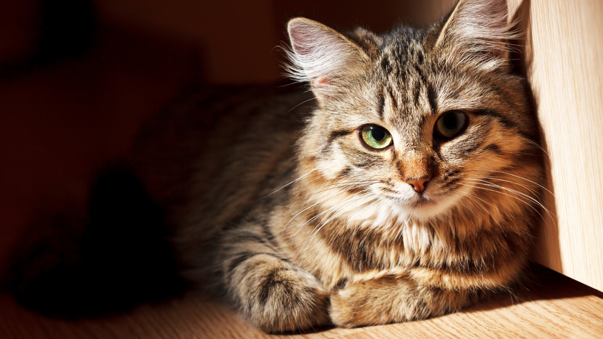 Фото с сайта: https://en.free-wallpapers.su/img115022.htm