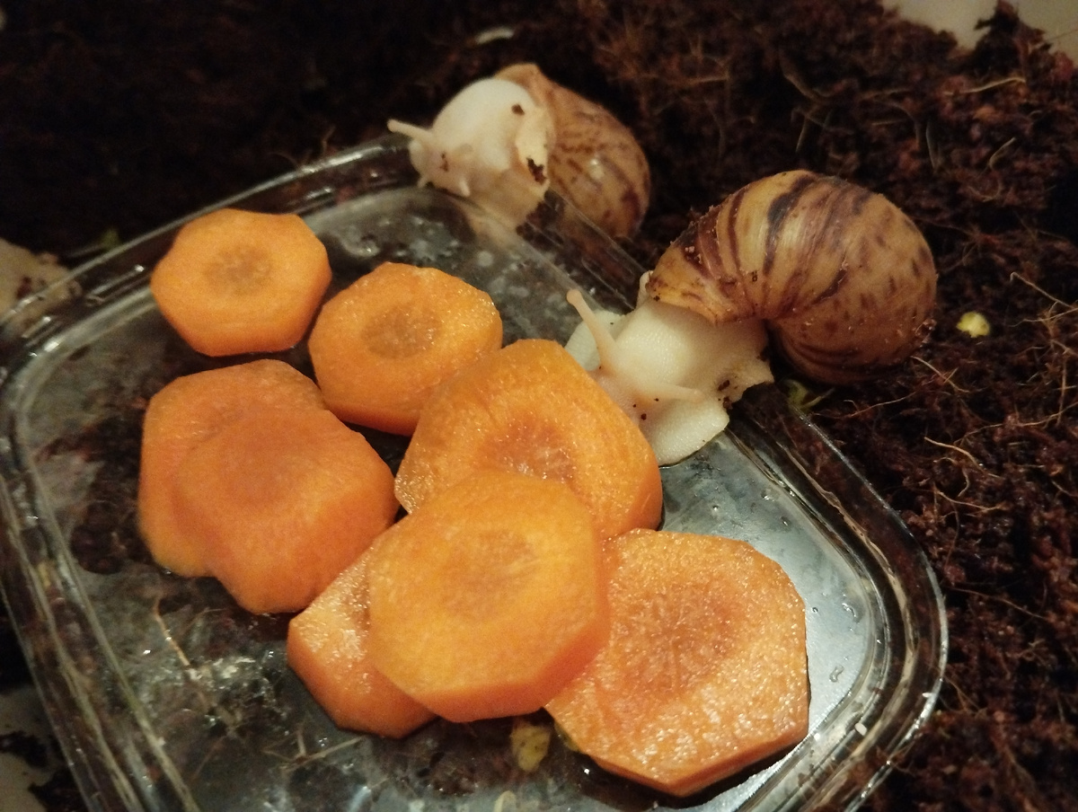 Две улитки одного вида (Арх. Маргината Овум) едят морковь.