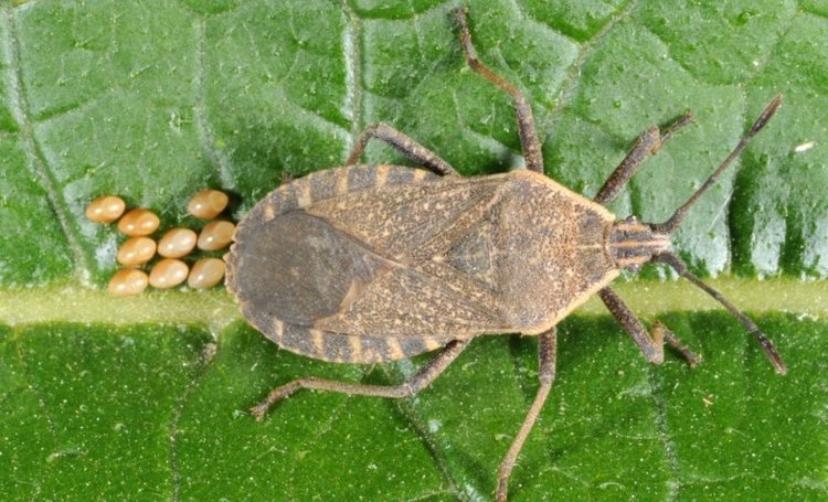    Фото: J. Obermeyer