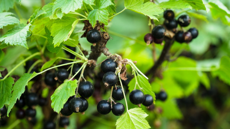 Результат летней обрезки