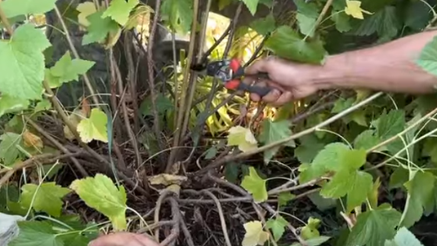 В июле прекрасно видно, какие побеги плодоносили, а какие только тянули соки зря.