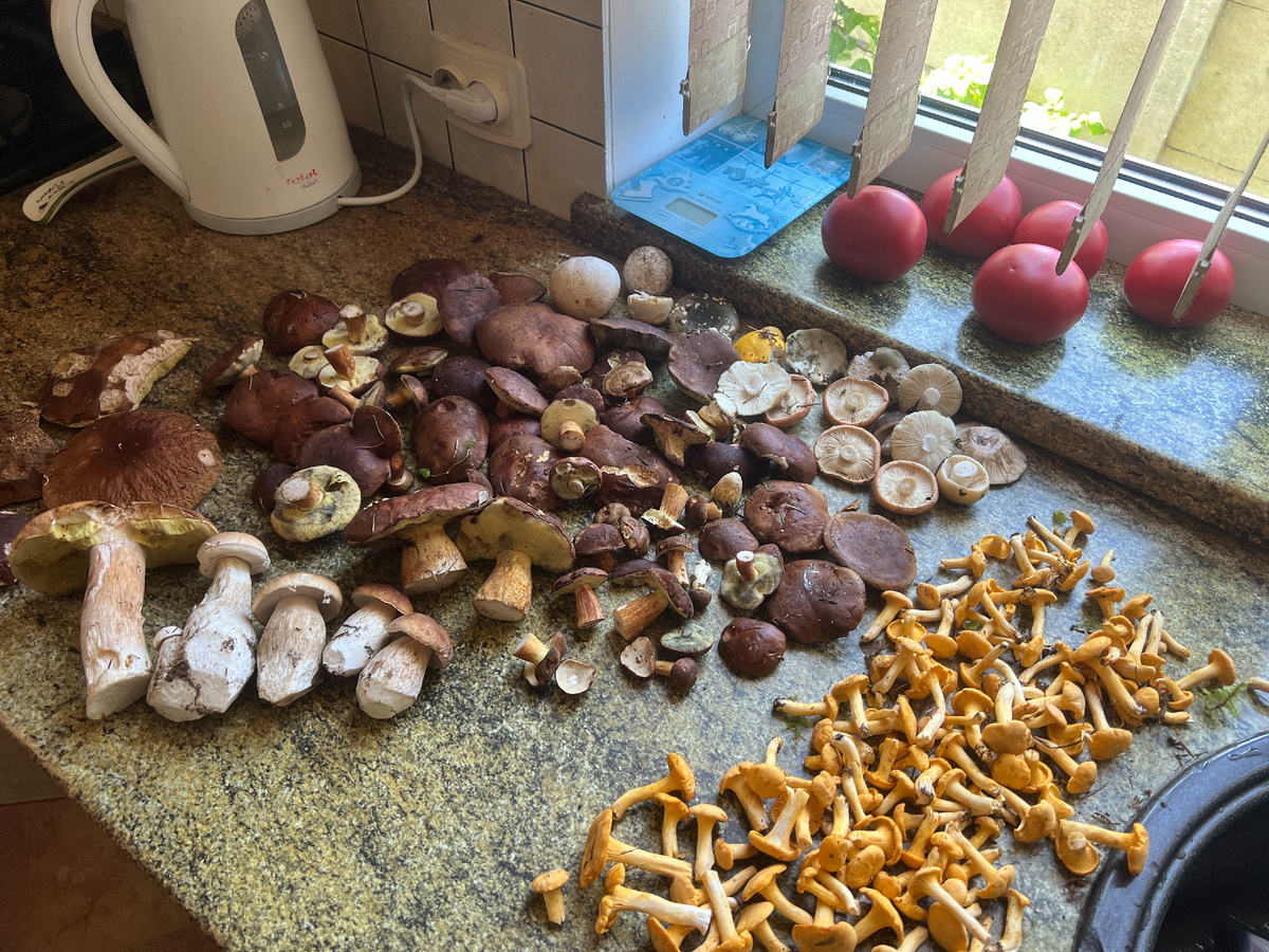 Урожай 05.07.25. Фото автора