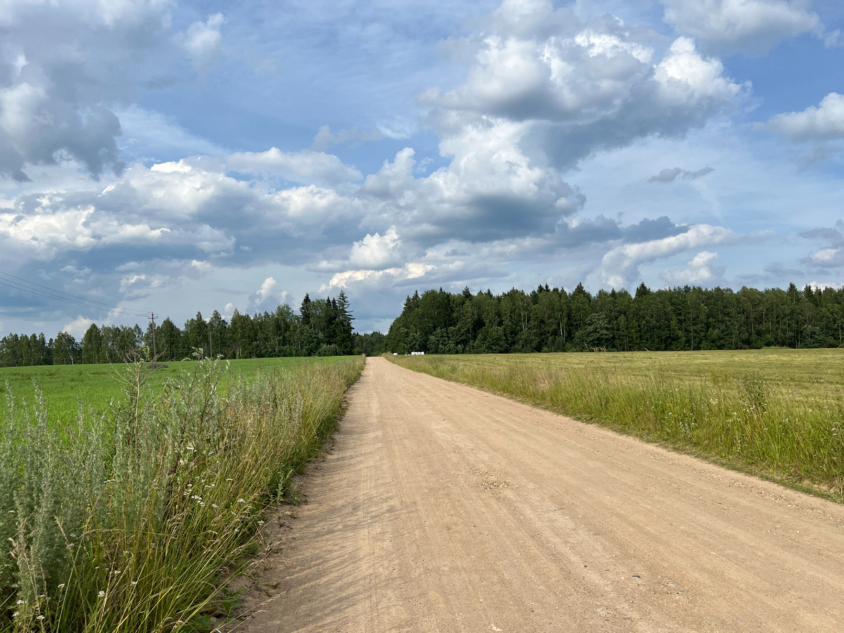 Дорога к еловому лесу с польскими и белыми грибами. Фото автора. 07.07.25