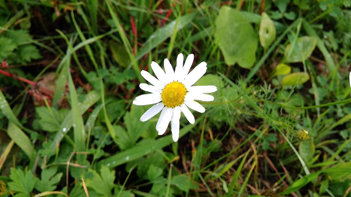 Ромашка. Фото из личного архива автора.