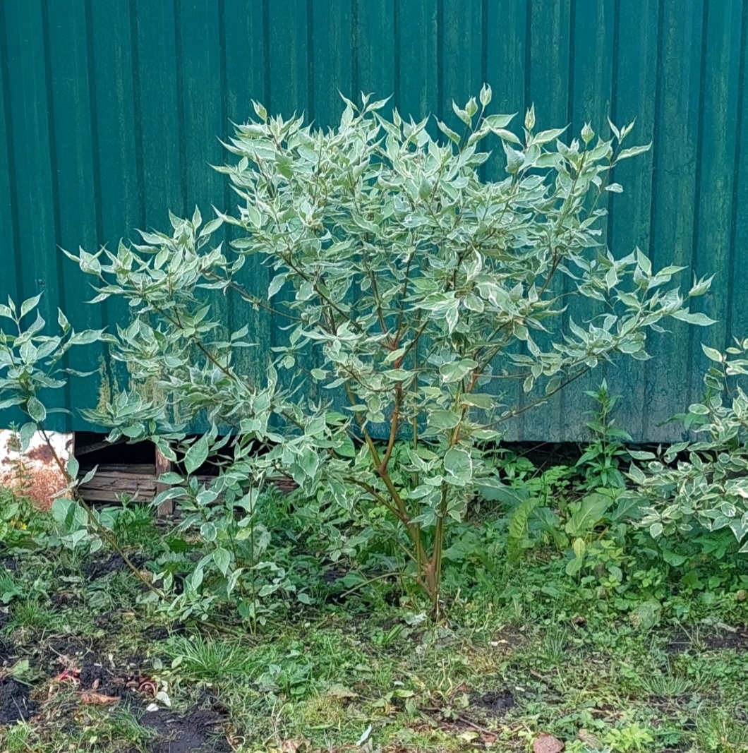 Фото автора.