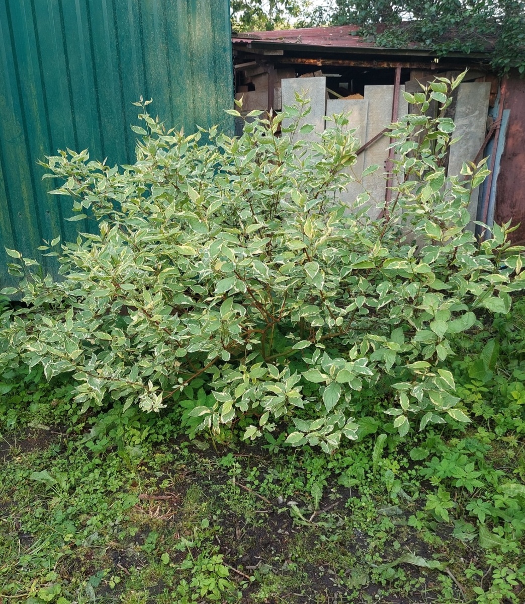 Фото автора.