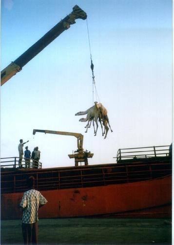 фото из интернета