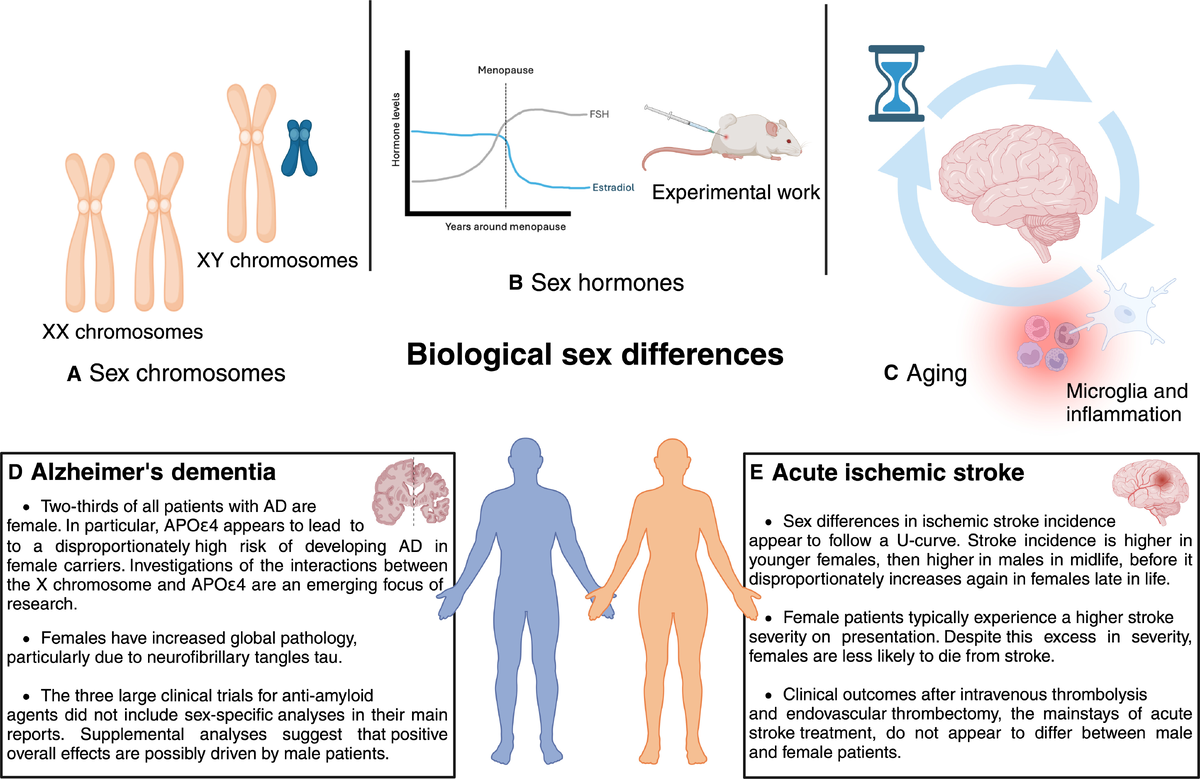 В первой части этого обзора представлены исследования, посвящённые влиянию (A) половых хромосом, (B) половых гормонов и (C) процессов старения, связанных с полом, на мозг. Во второй части рассматриваются половые различия, выявленные при двух наиболее тяжёлых неврологических заболеваниях: (D) болезни Альцгеймера (БА) и (E) остром ишемическом инсульте.