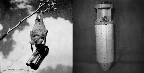 Летучие мыши-бомбардировщики