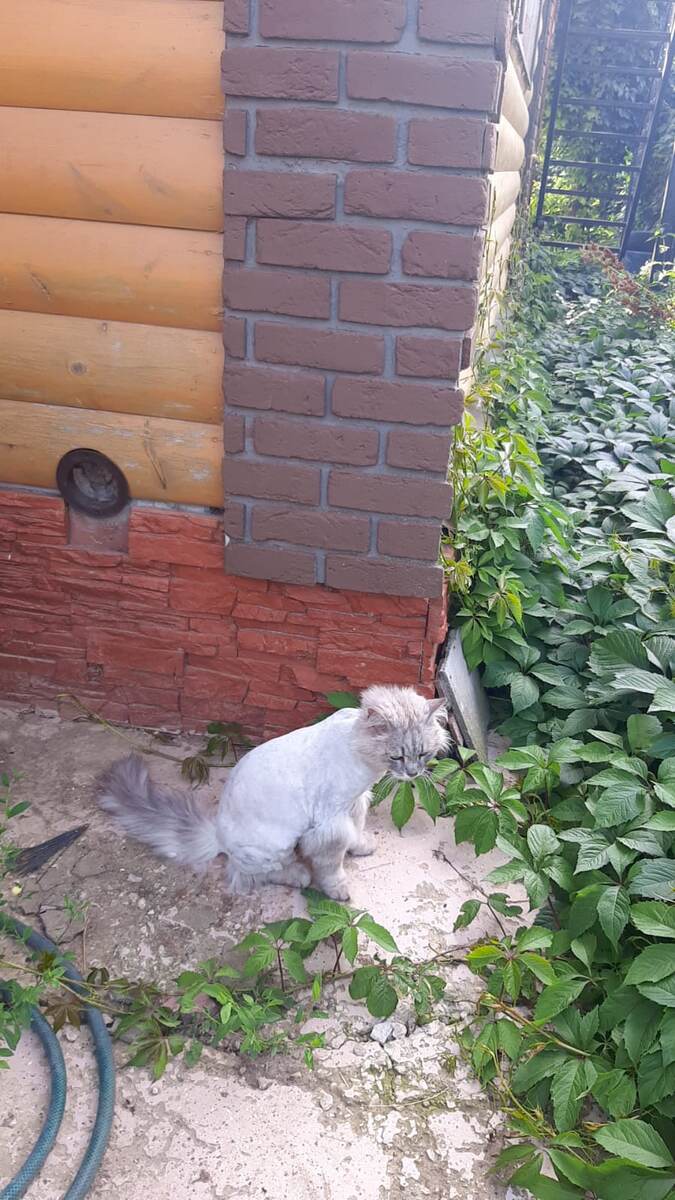 Мартин после груминга