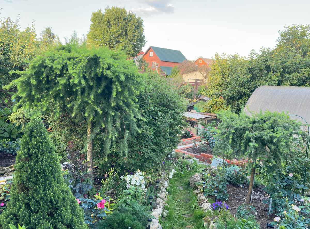 Такие сейчас две штамбовые в саду, ‘Диана’ справа.