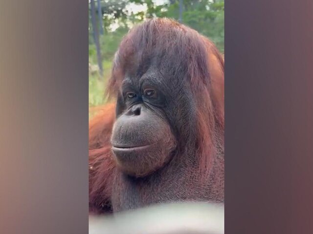    Фото: телеграм-канал "Сафари Парк Тайган"