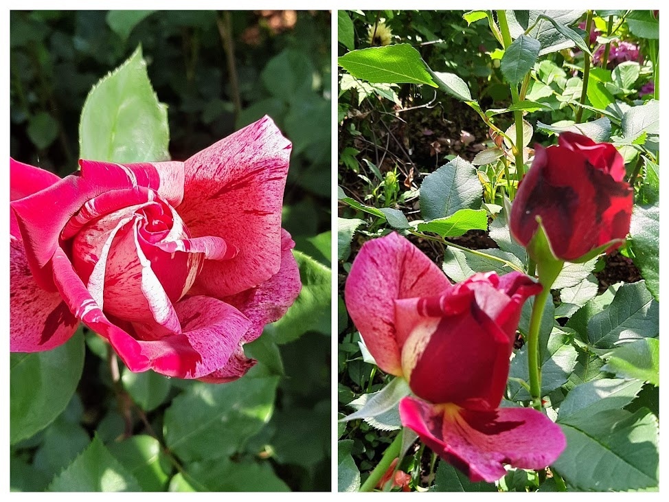 фотоколлаж Лилии