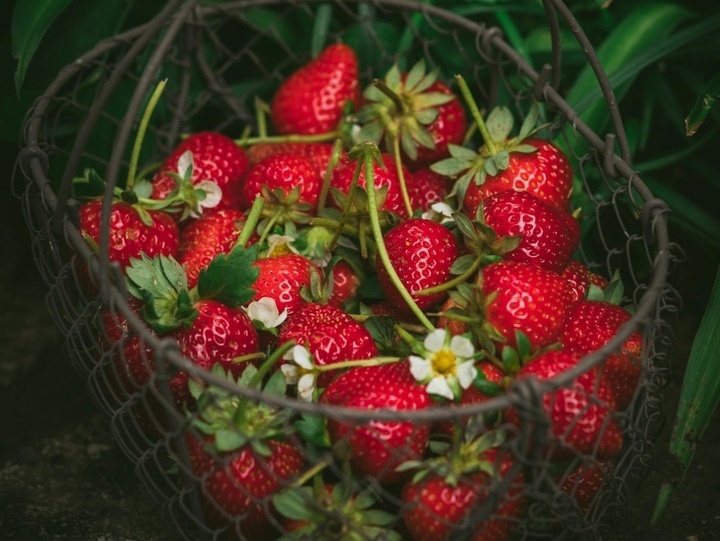 чвобод.источник