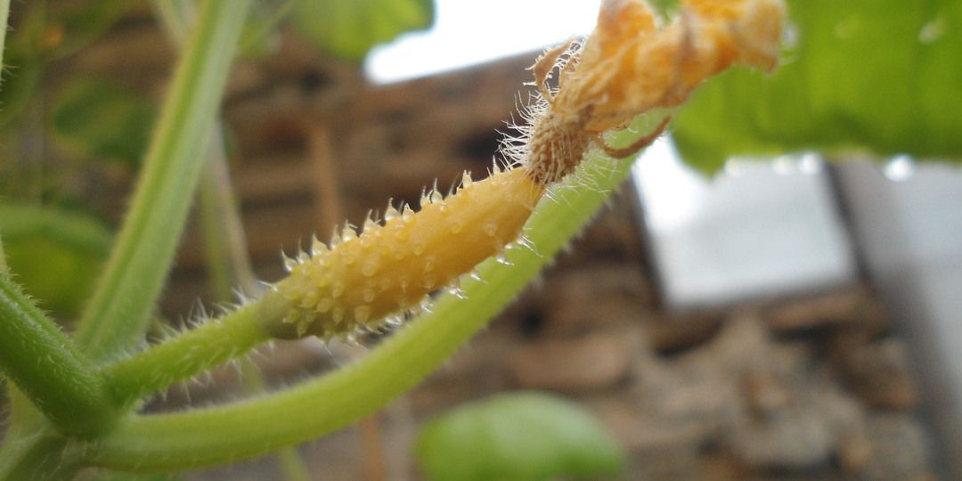 6 проверенных способов, чтобы завязи огурцов не желтели и не опадали