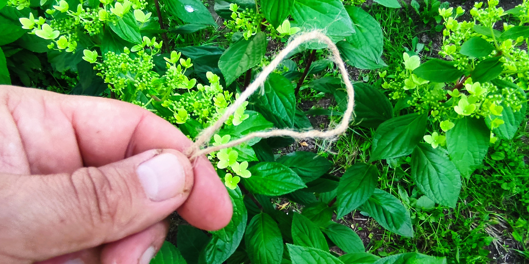 Незаметная и быстрая подвязка гортензий 🌺 и роз🌹 от ветра 💨 и дождя 💦
