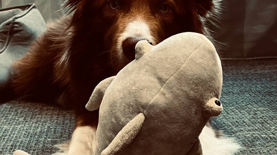 Размазанных собак вам от жары и Акулину, которую нежно вынул Кивонский под кондей