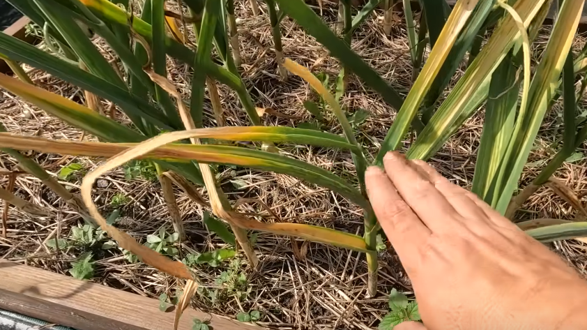 Так выглядит зрелый чеснок - нижние листья желтые, верхние еще зеленые