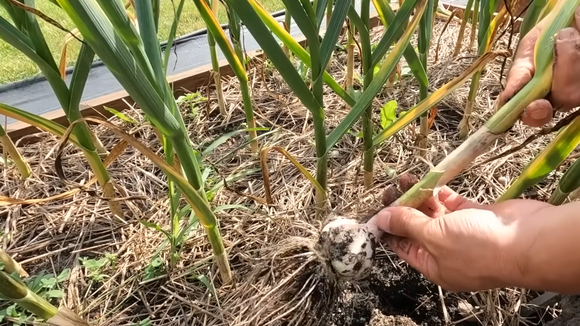 Третья катастрофа - ожидание полного пожелтения листьев.