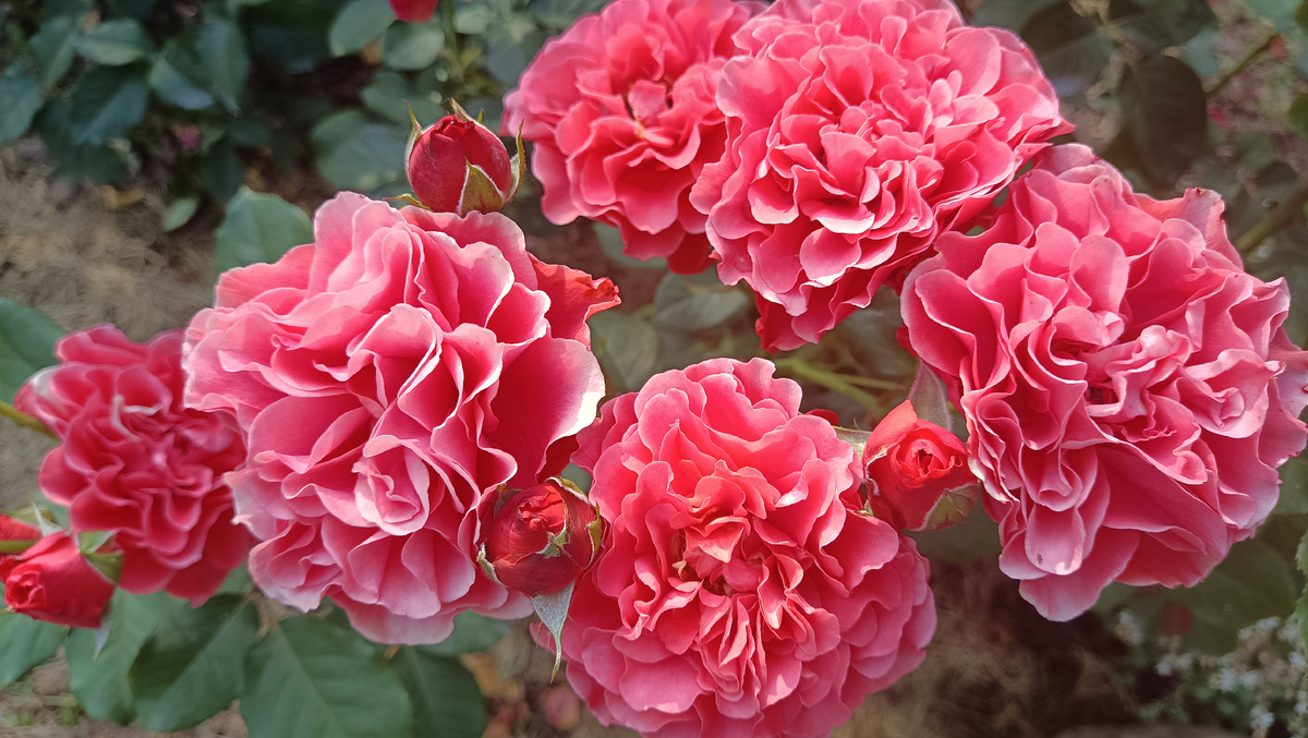 Леди оф Белград, 2025