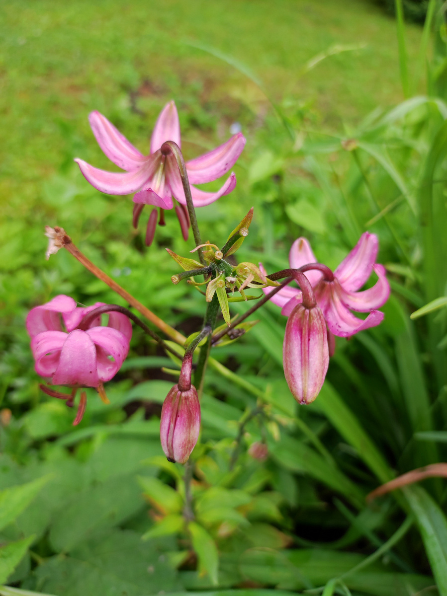 Верхушку тоже улитки съели