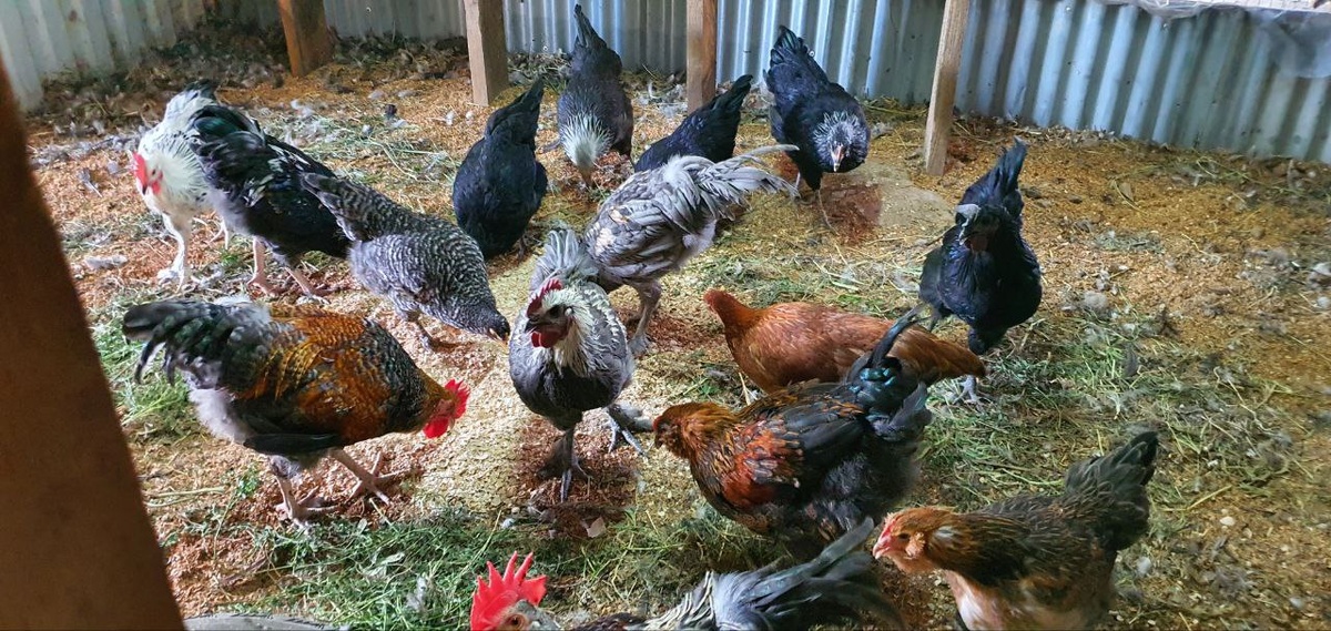 Серый Атоман , как всегда в центре лапами гребёт