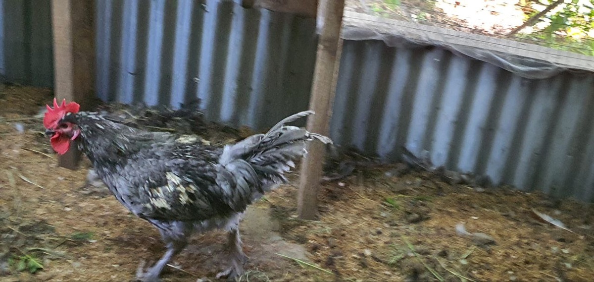 Главный драчун среди молодняка