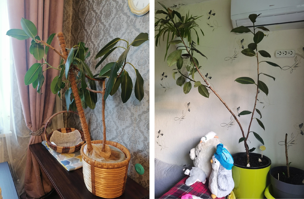 Слева - "мать" моего фикуса, справа - брат.