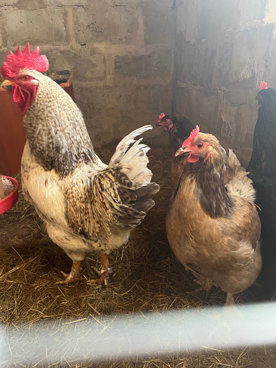 Несушки, не оправдавшие надежды