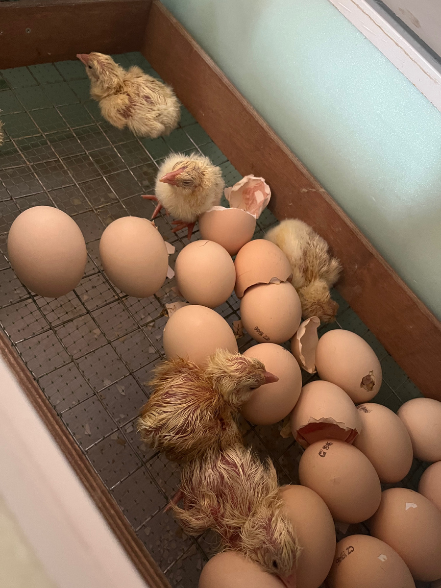 Вывод цыплят в инкубаторе