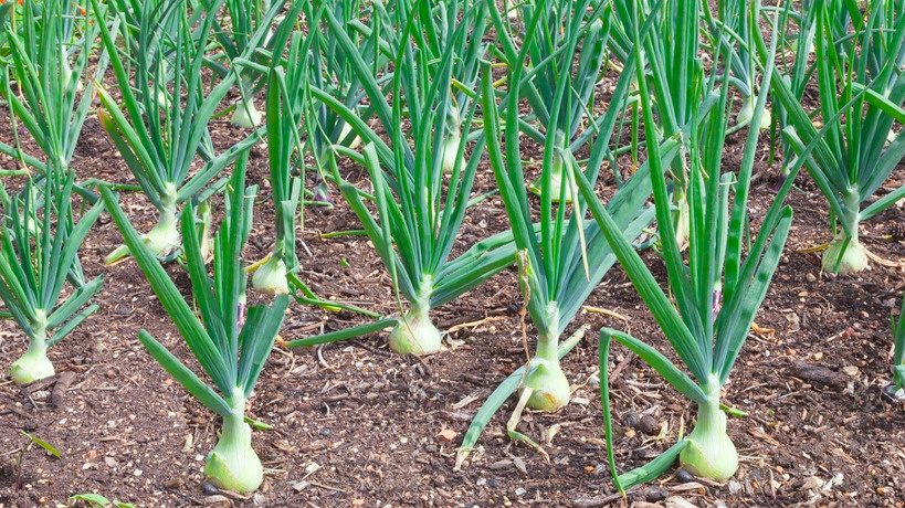 Планирую сравнить результаты разных подходов к июльскому уходу