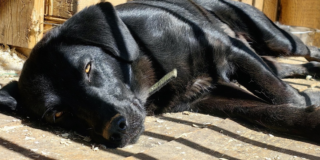 Жужа! Чёрная пантера ищет дом! 🐕‍🦺🖤🐾