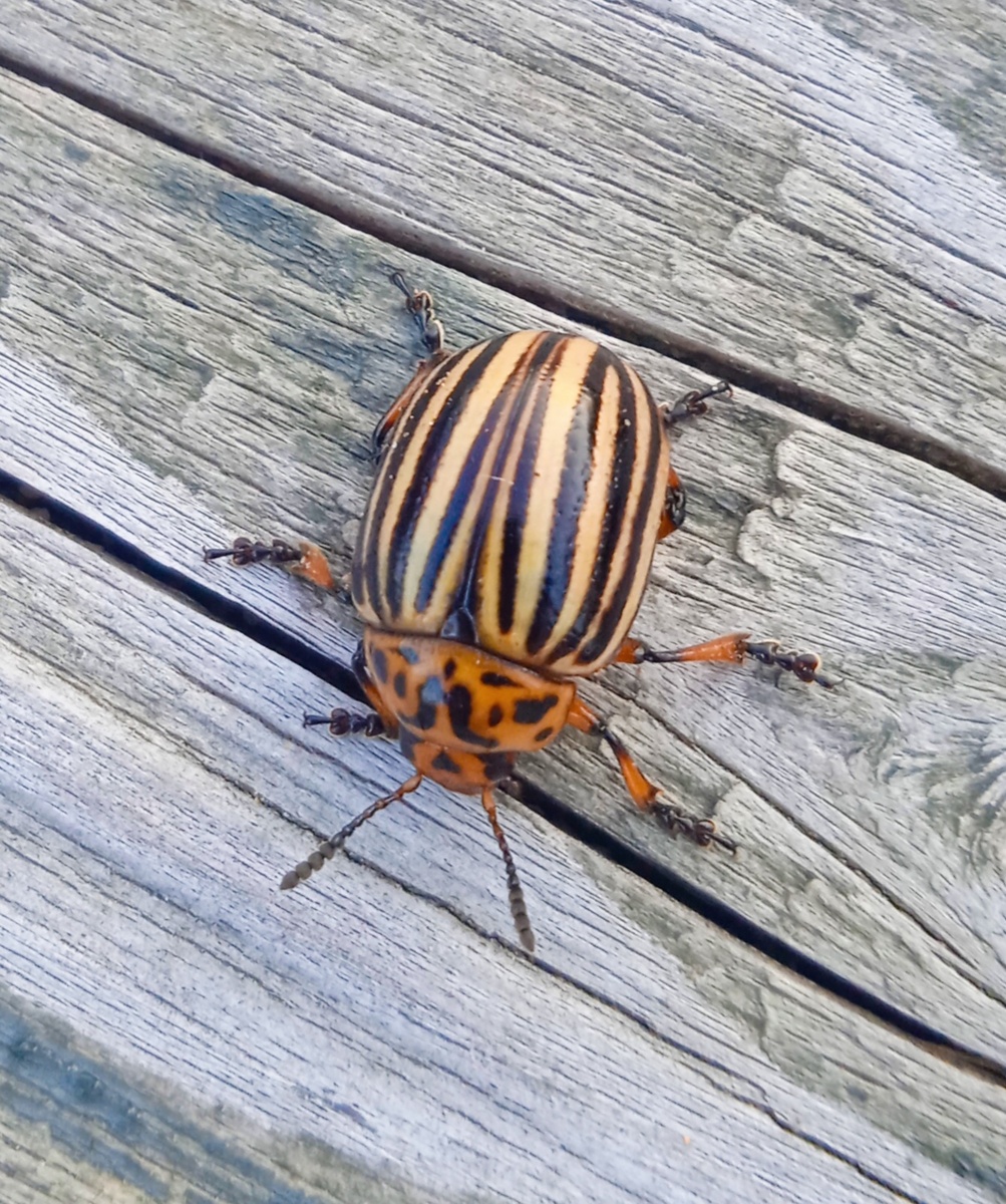 Вот такие красавцы облюбовали наш картофель