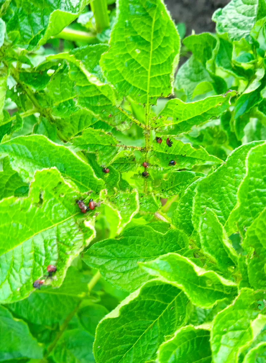 Личинки жука на нашем картофеле уже после повторной обработки