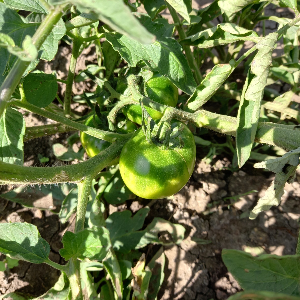 Растут помидорки