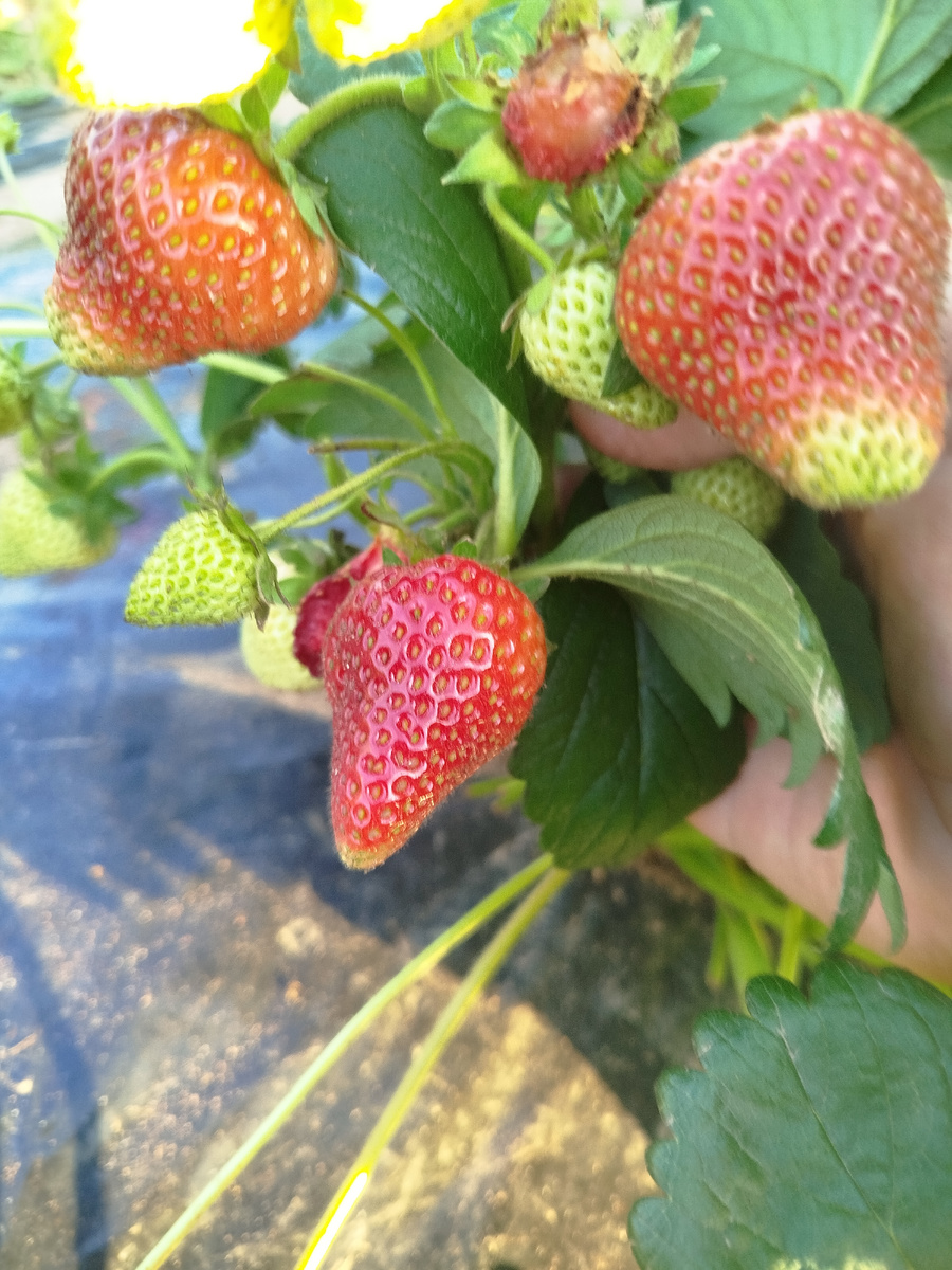 Сирия, очень долго зреет.