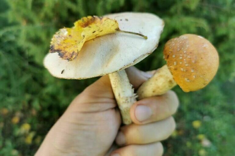   Тимур Ханов/ПГ