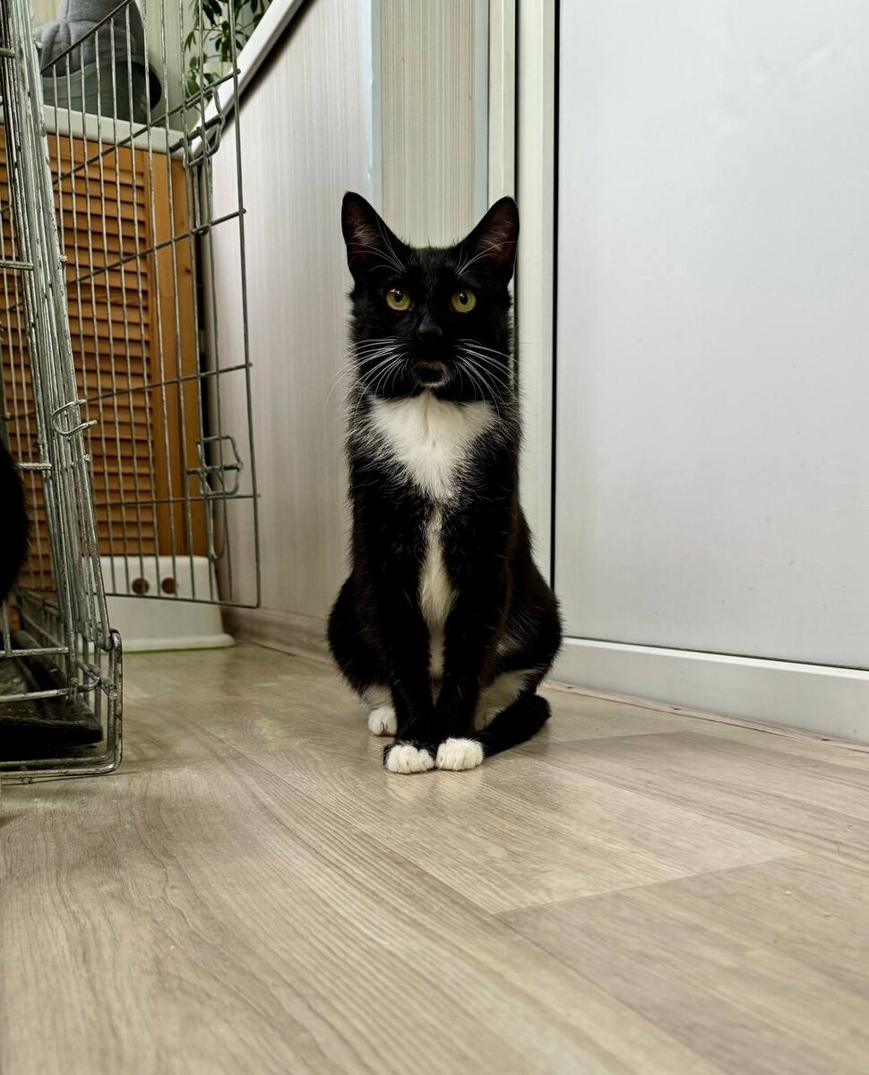 Как статуэточка