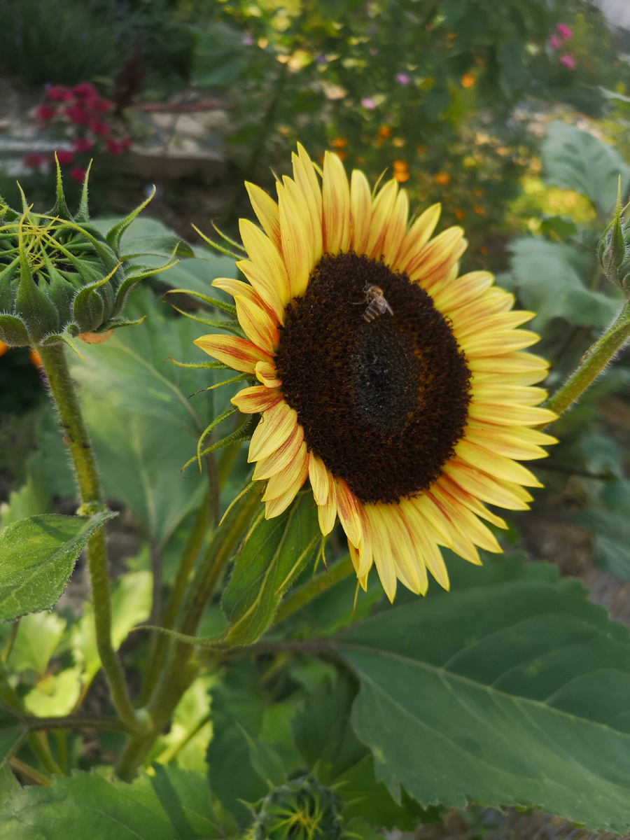 В кадр попала только пчёлка на подсолнухе