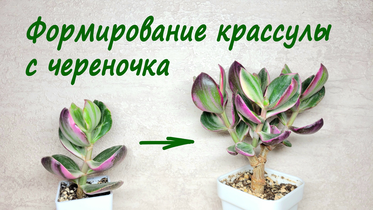 Фото 1. От череночка к деревцу.