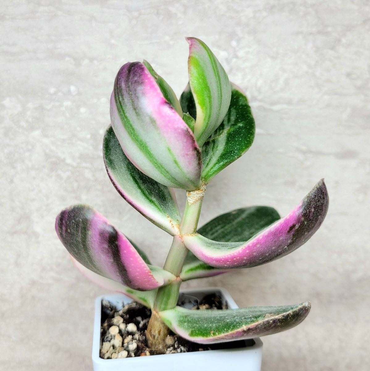 
Фото 2. Укоренённый черенок крассулы Триколор не ветвится сам.