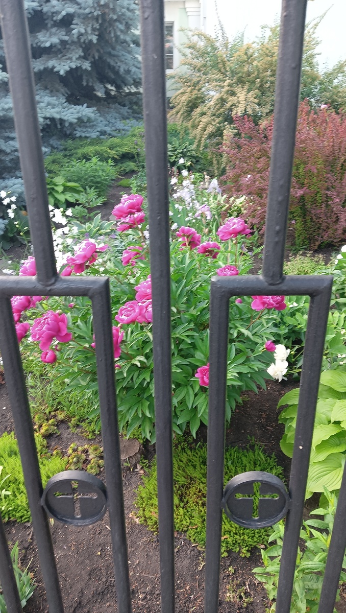 Фото от 1 июня 2025 года 