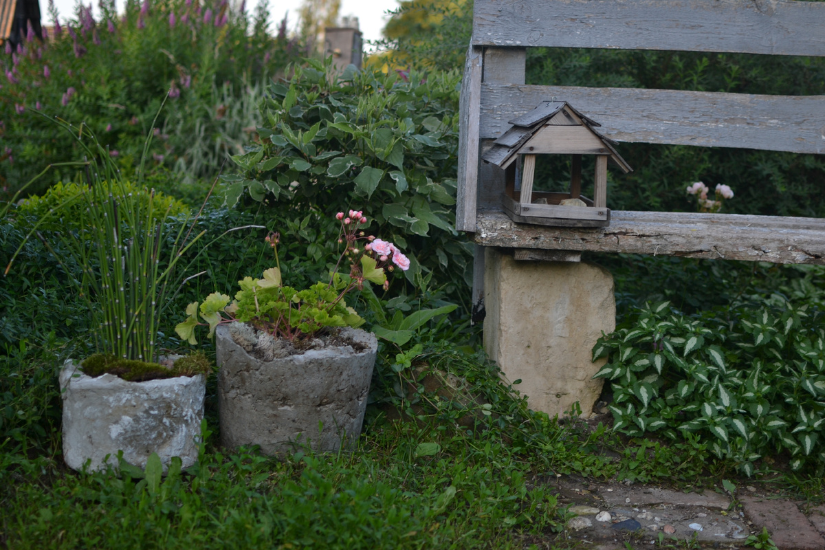 Пеларгония Леона Галактика в кашпо справа. В левом кашпо - хвощ зимующий.