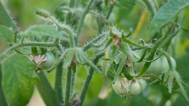 Опадающие цветки томатов - главная проблема огородников в июле